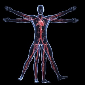 vitruvian man - vascular system